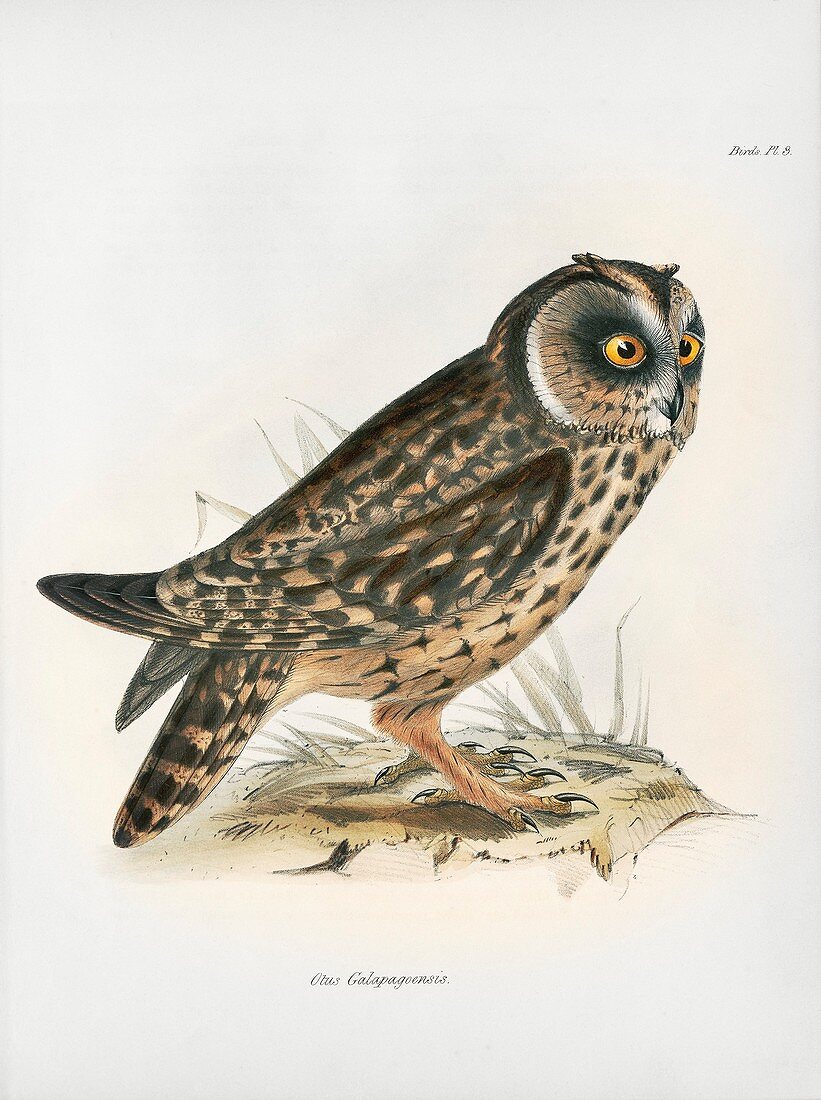 Galapagos short-eared owl, 19th century