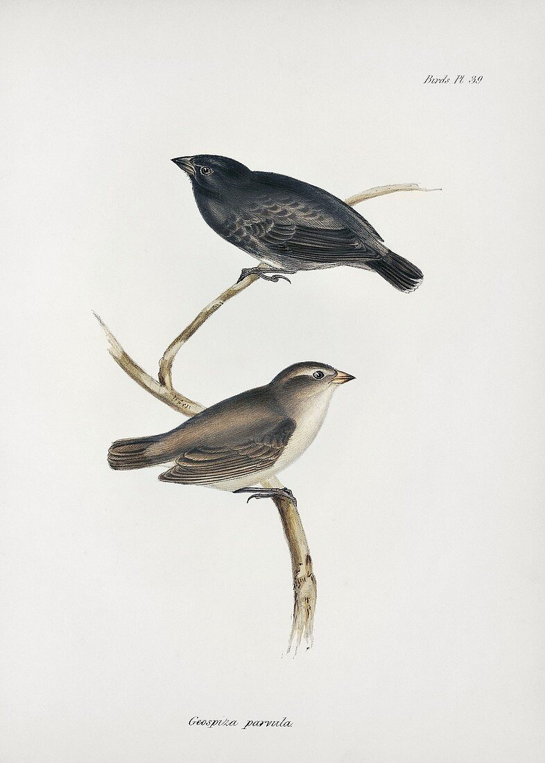 Small tree finch, 19th century