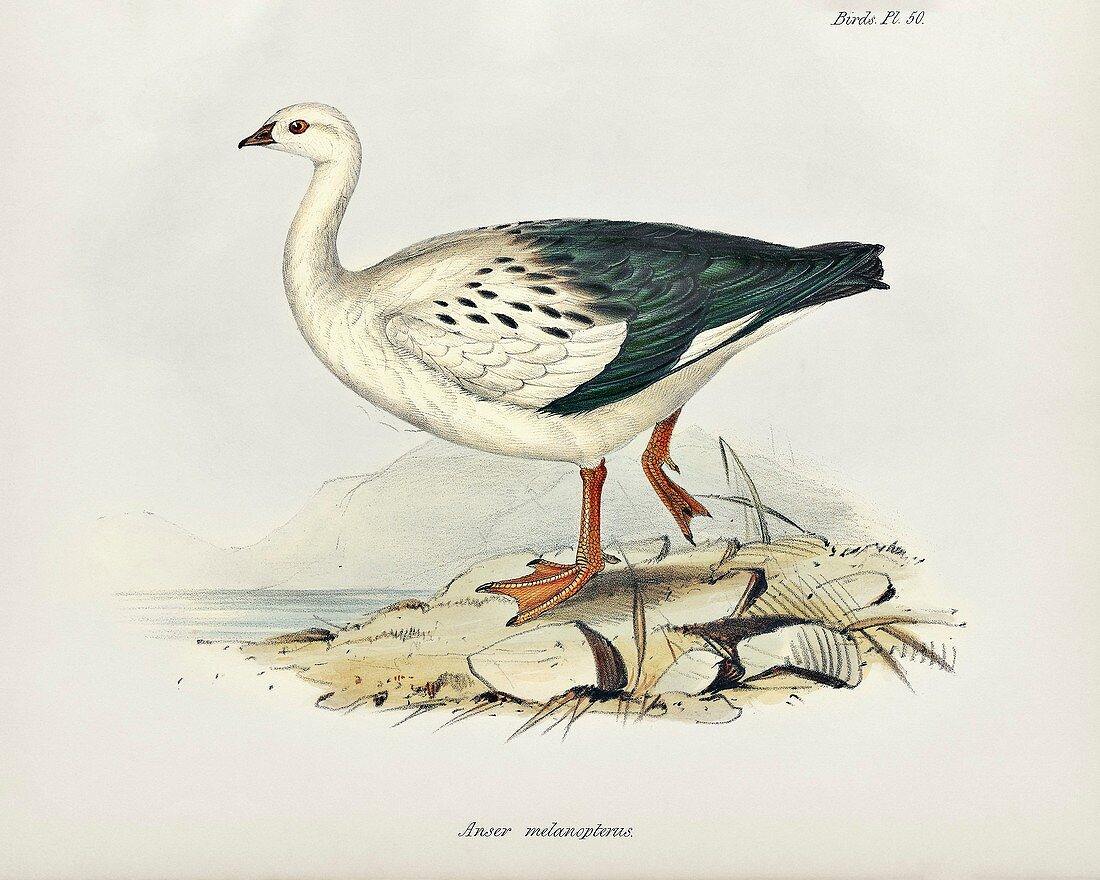 Andean goose, 19th century
