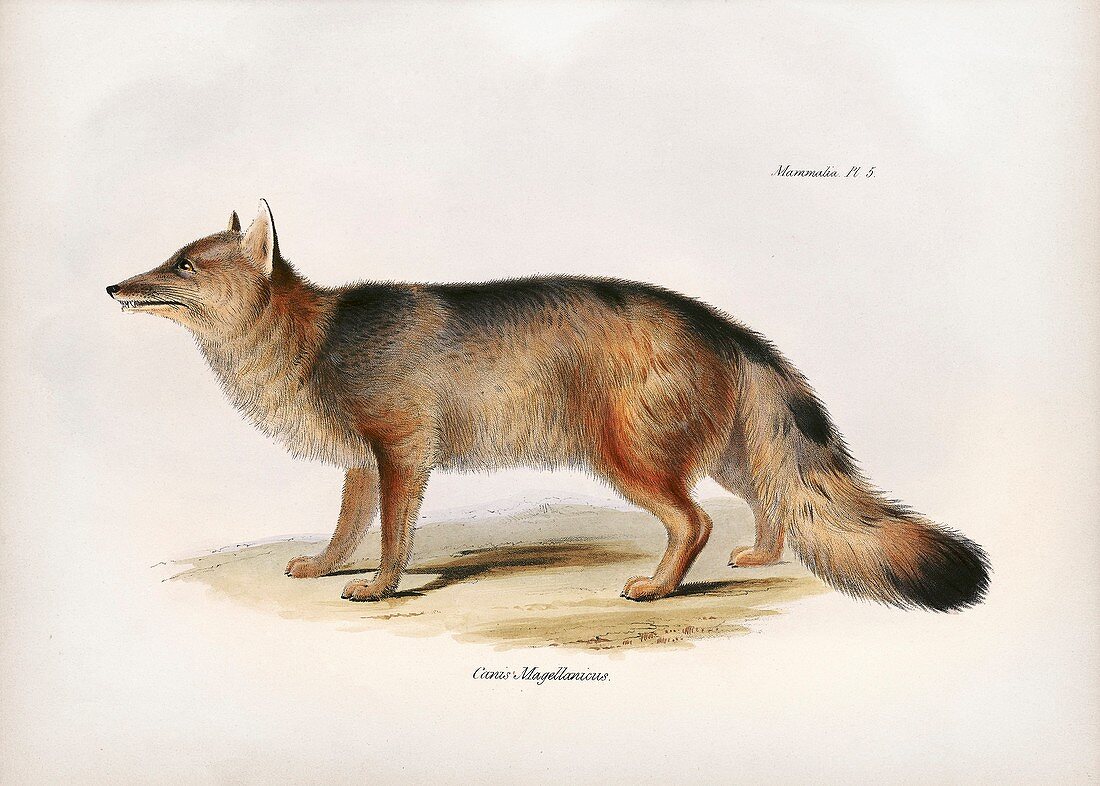 Andean fox, 19th century