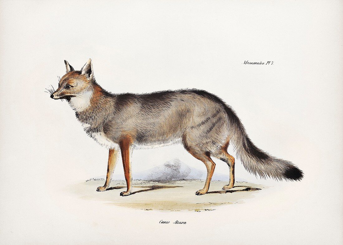 Argentine fox, 19th century
