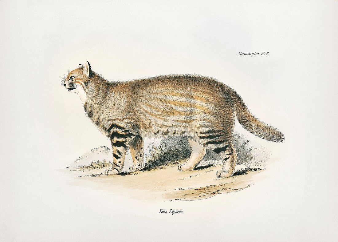 Pampas cat, 19th century