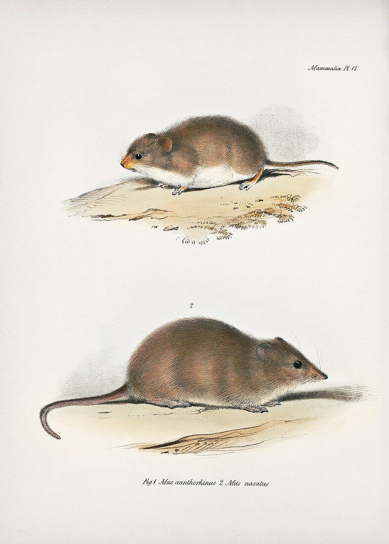 South American rodents, 19th century