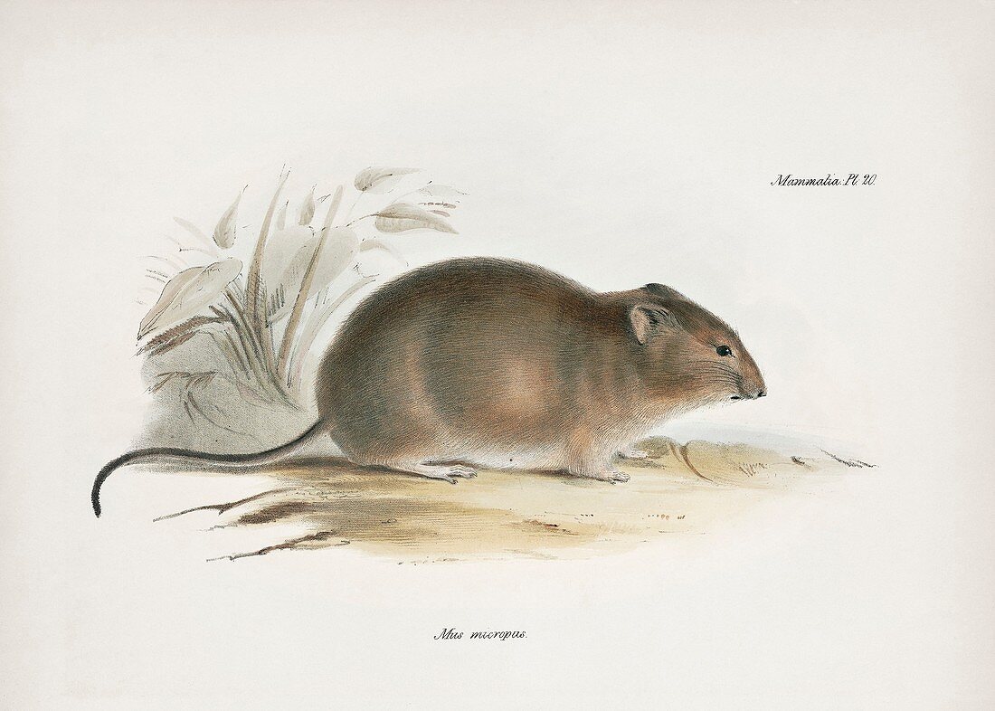 Southern big-eared mouse