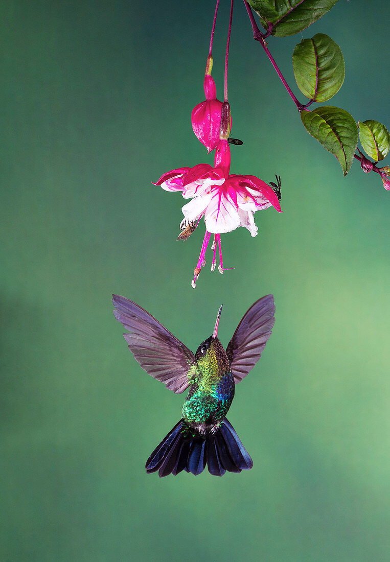 Fiery-throated hummingbird feeding from a flower