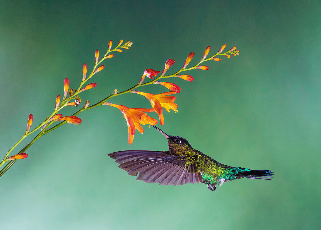Fiery-throated hummingbird feeding from a flower