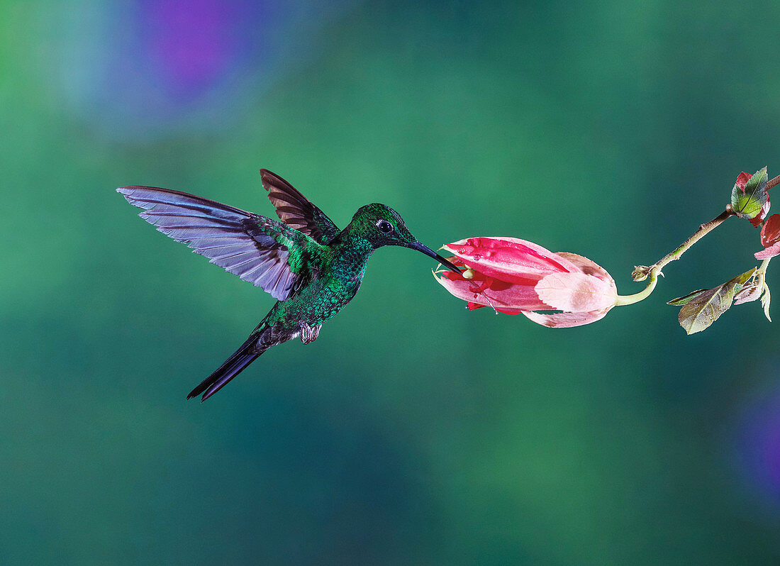Green-crowned brilliant hummingbird feeding from a flower