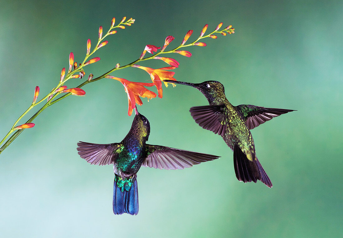 Fiery-throated and magnificant hummingbirds feeding
