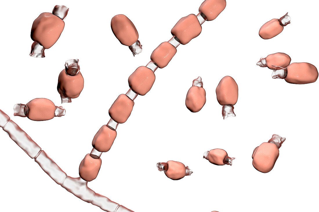 Coccidioidomycosis fungus, illustration