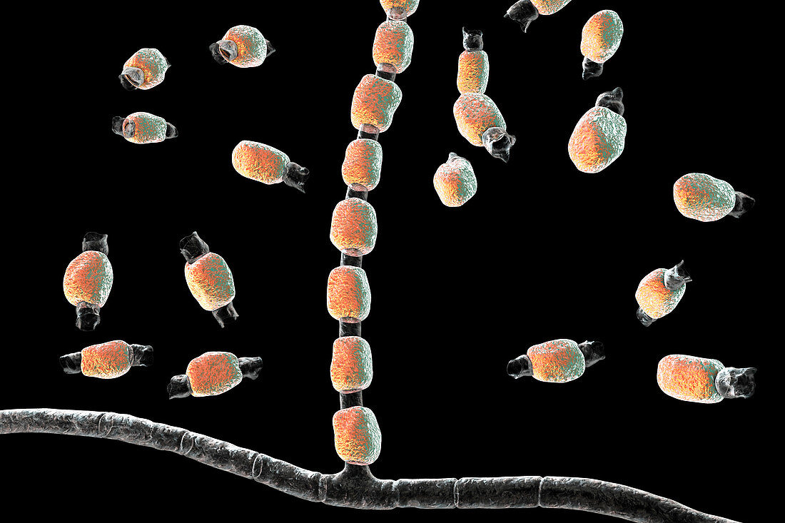 Coccidioidomycosis fungus, illustration