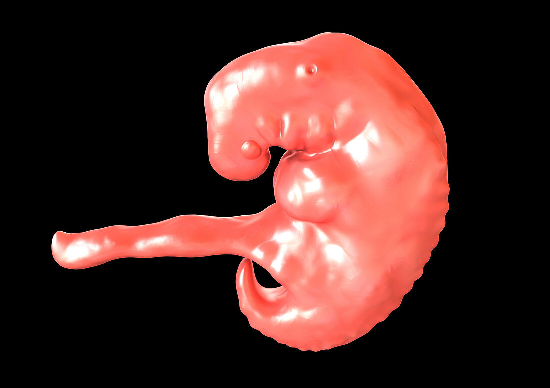 Embryo during 4th week, illustration