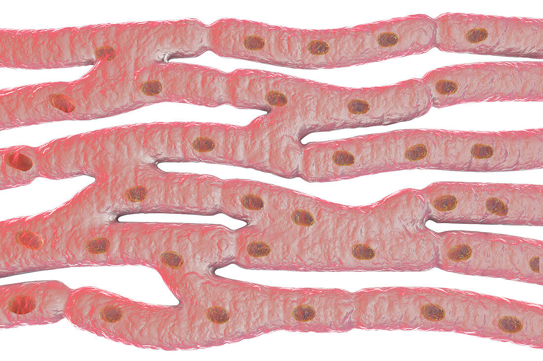 Heart muscle structure, illustration