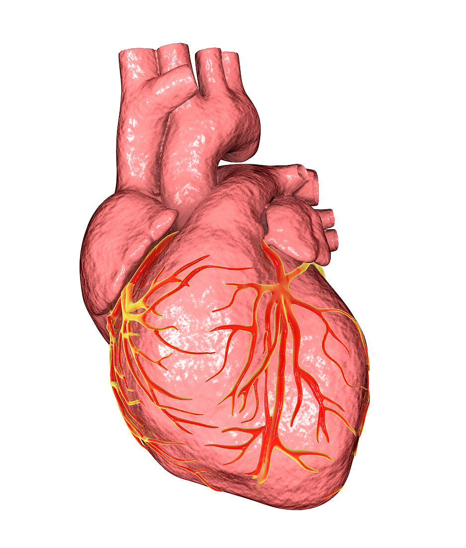 Human heart, anatomical illustration