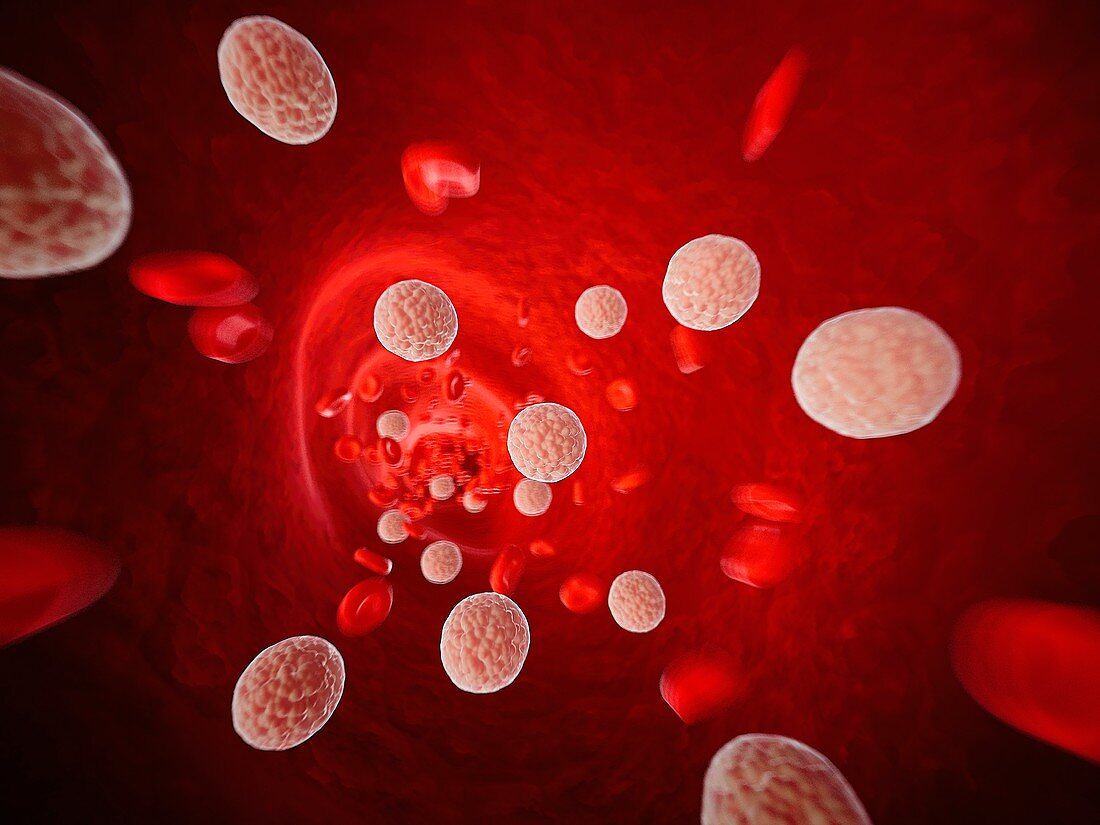 Cholesterol in the human blood, illustration