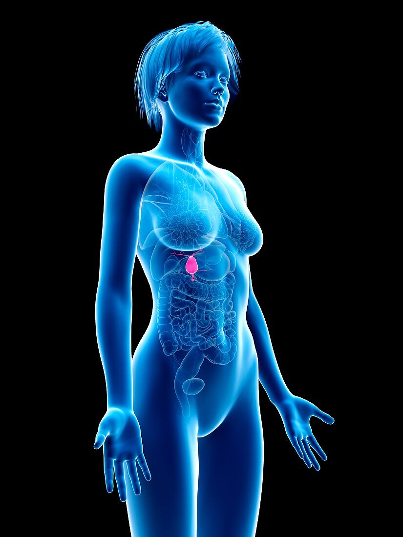 Female gallbladder, illustration