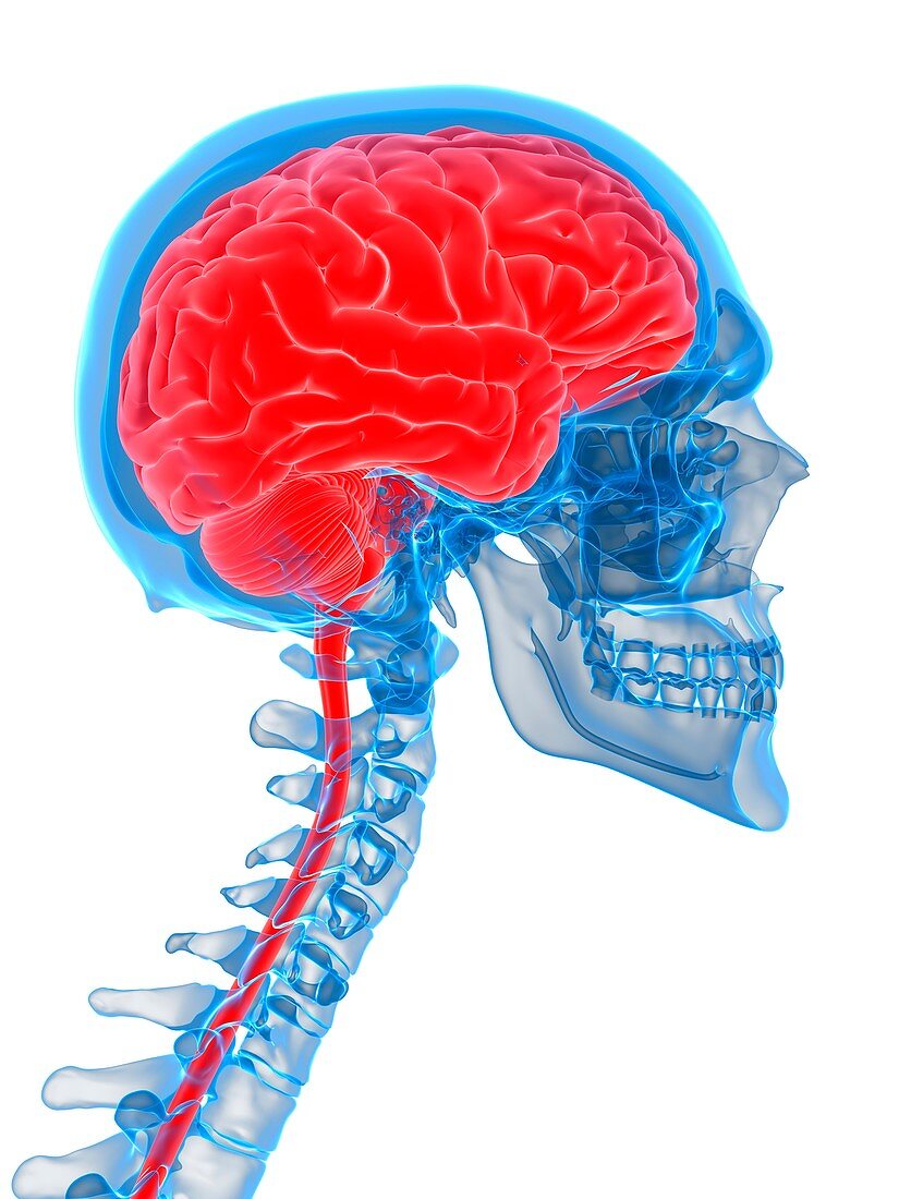 Human brain and cervical spine, illustration