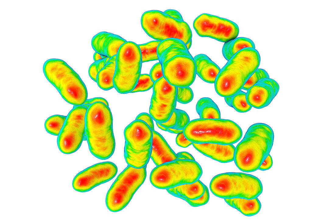 Prevotella copri bacteria, illustration