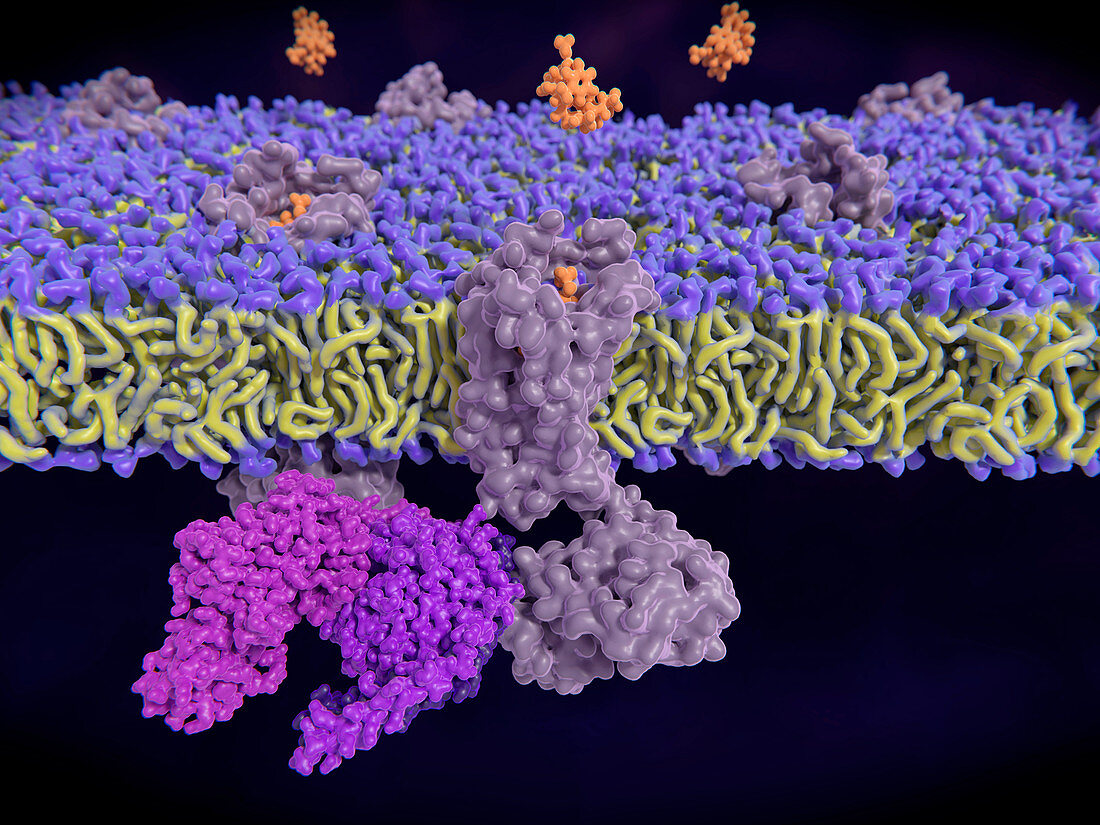 Enkephalin binding to opioid receptor, illustration