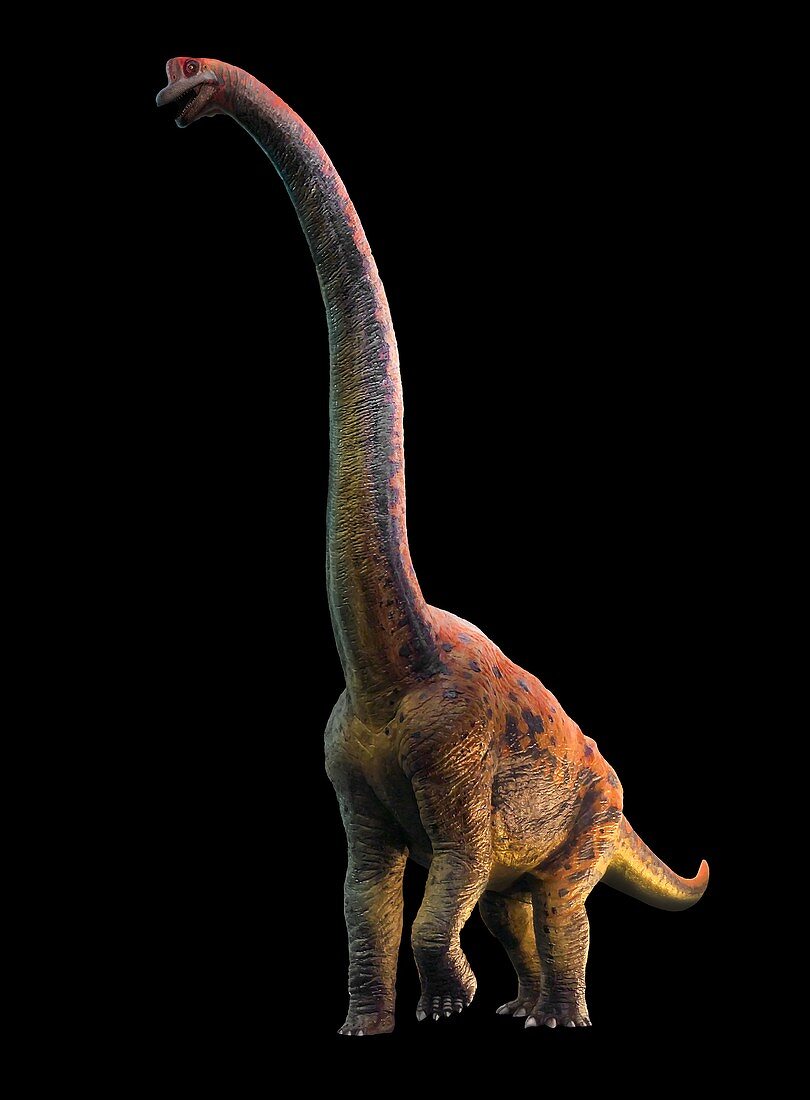 Giraffatitan, illustration