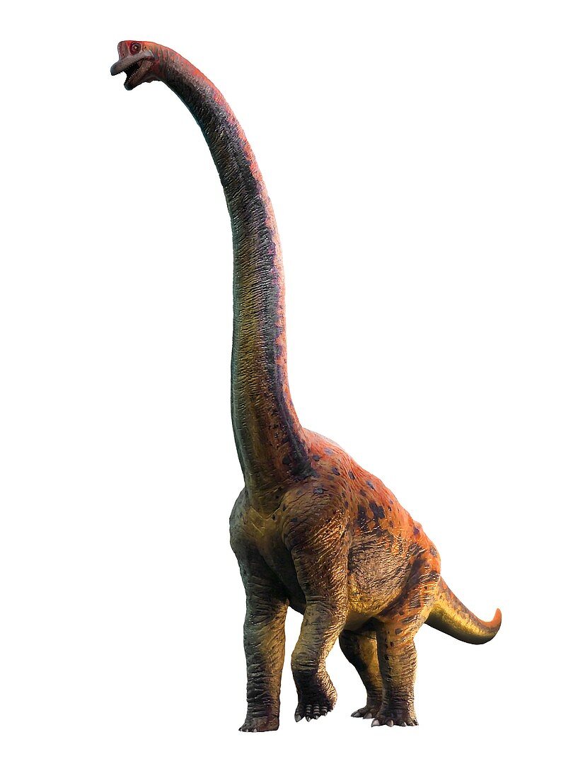 Giraffatitan, illustration