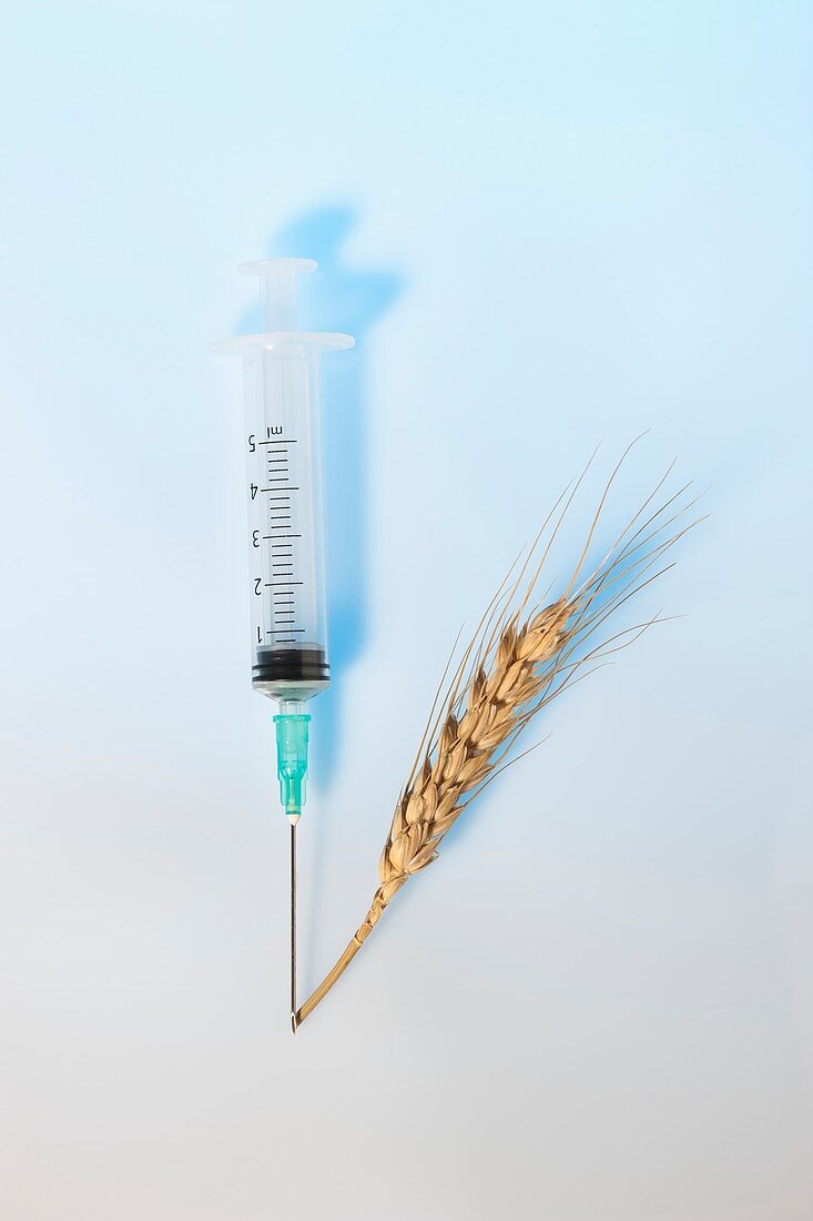 Wheat and syringe