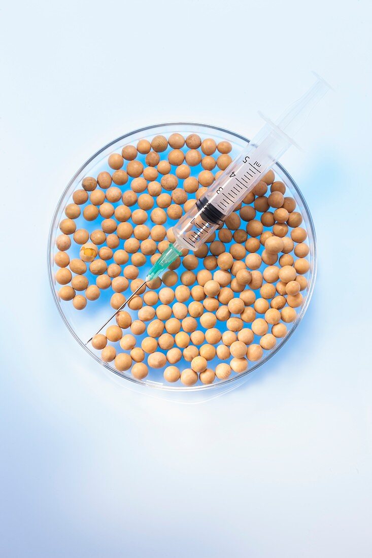 Soy beans in petri dish with syringe