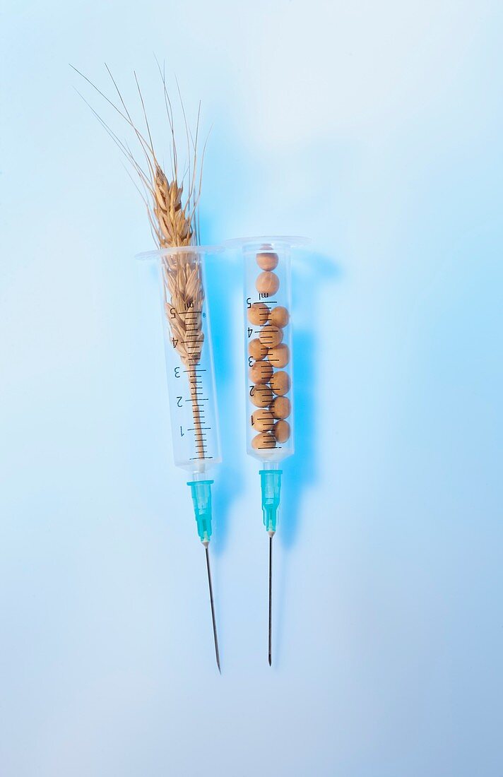 Soy beans and wheat in syringes