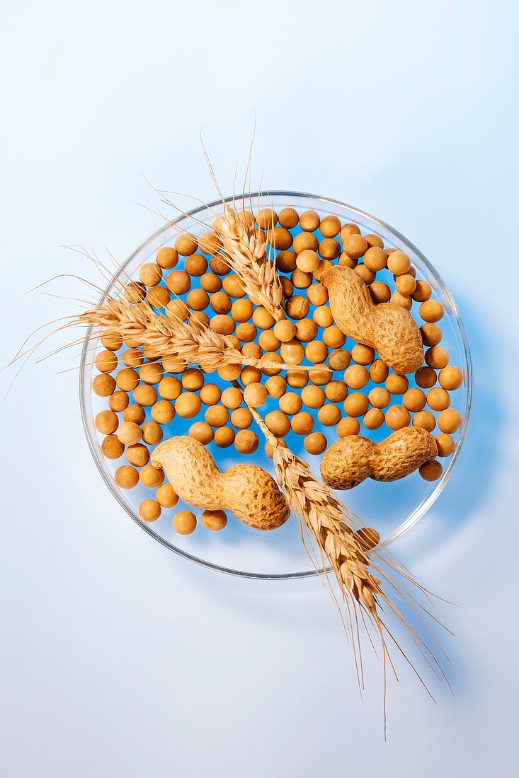 Soy beans, wheat and monkey nuts in petri dish