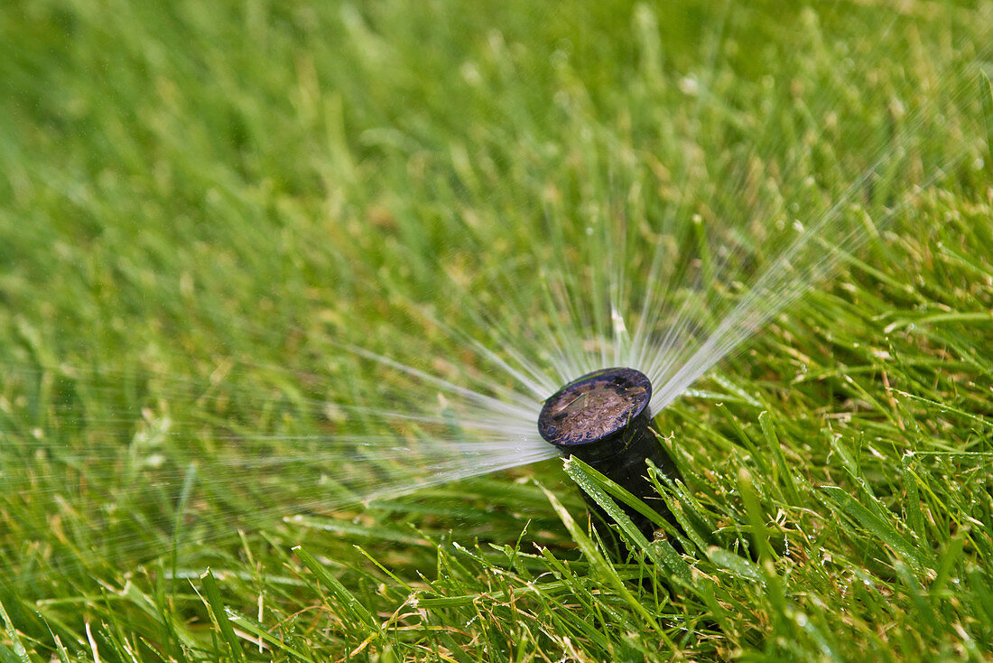 Water sprinkler in grass