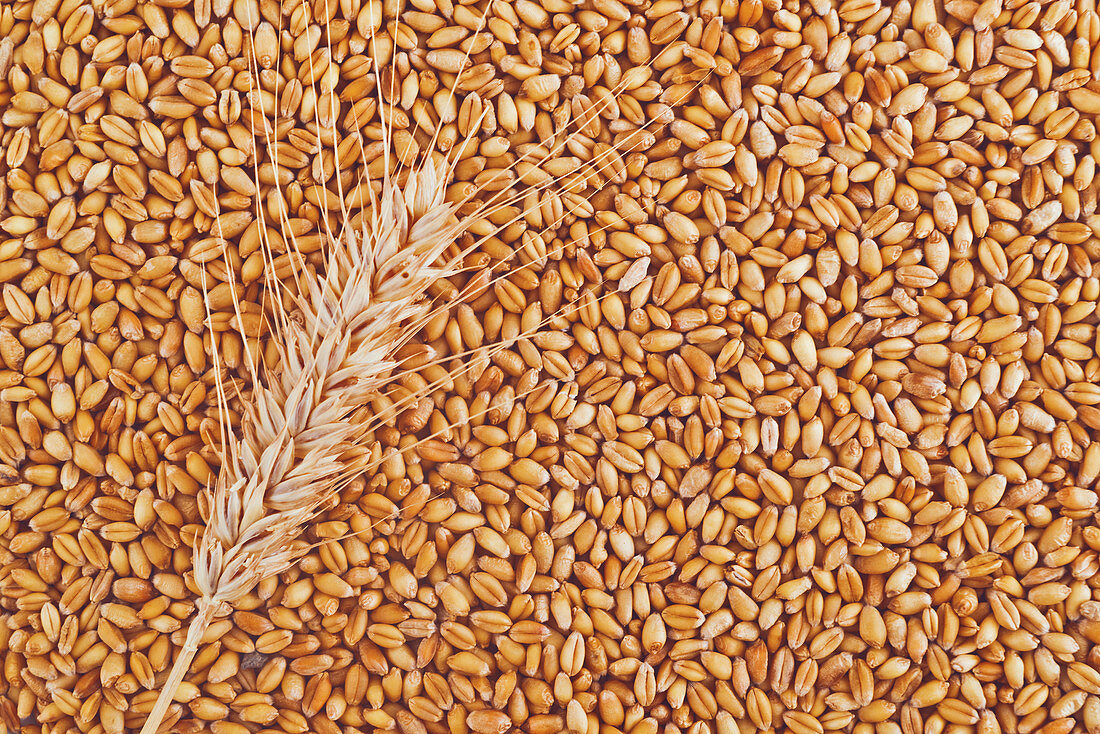 Ear of wheat and grains