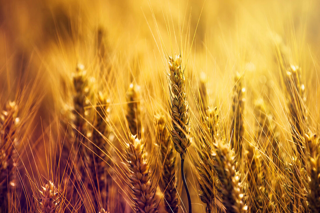 Golden ears of wheat in field
