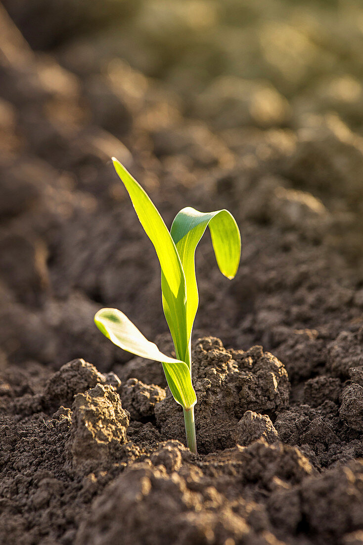 Corn seedlings in soil