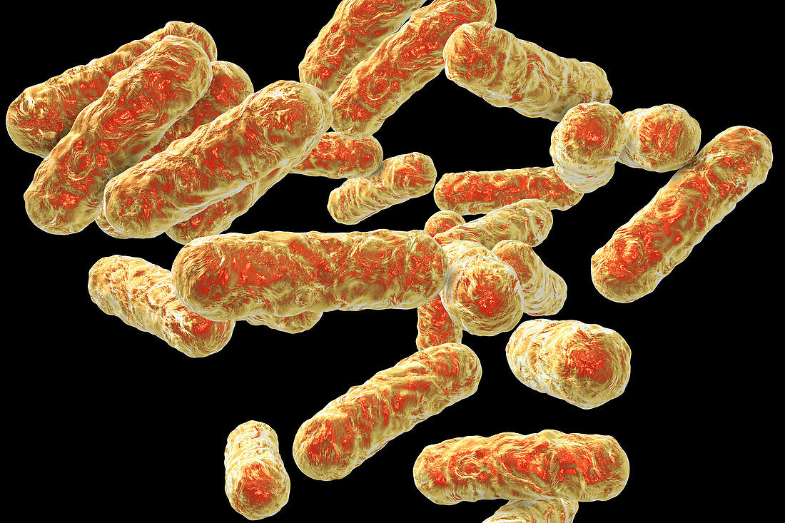 Cat-scratch disease bacteria, illustration