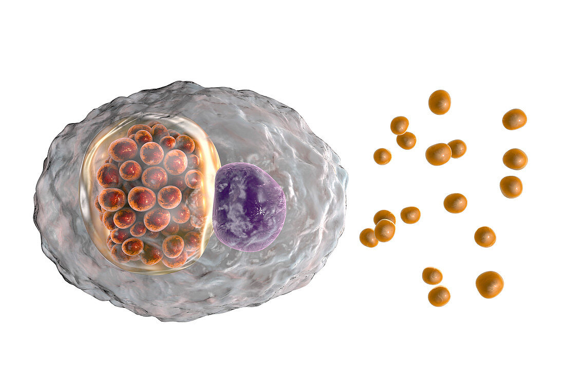 Chlamydia psittaci bacteria, illustration