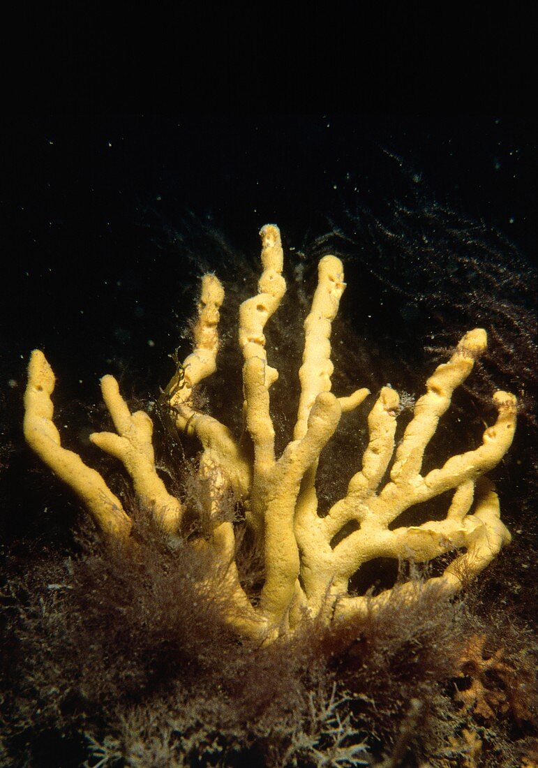 Yellow chimney sponge