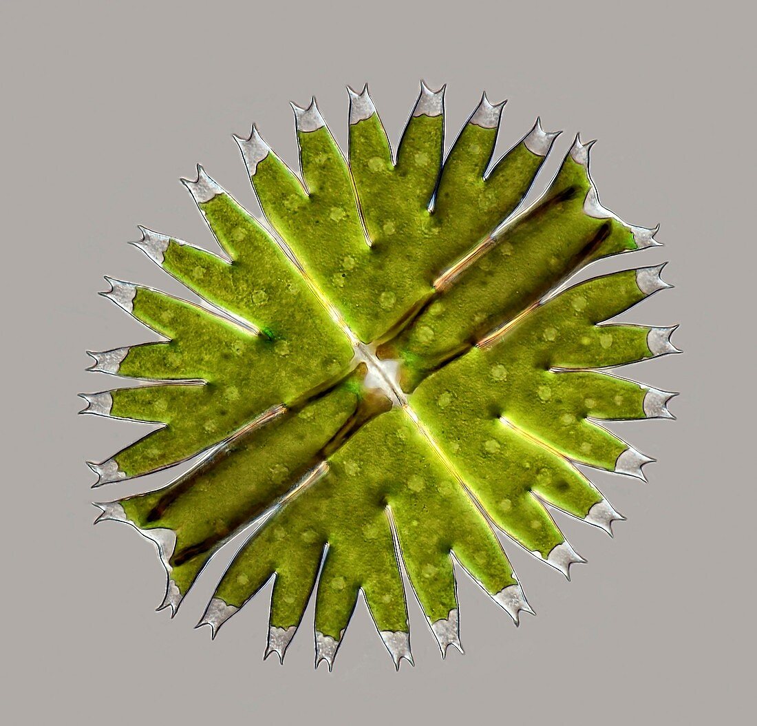Micrasterias rotata alga, light micrograph