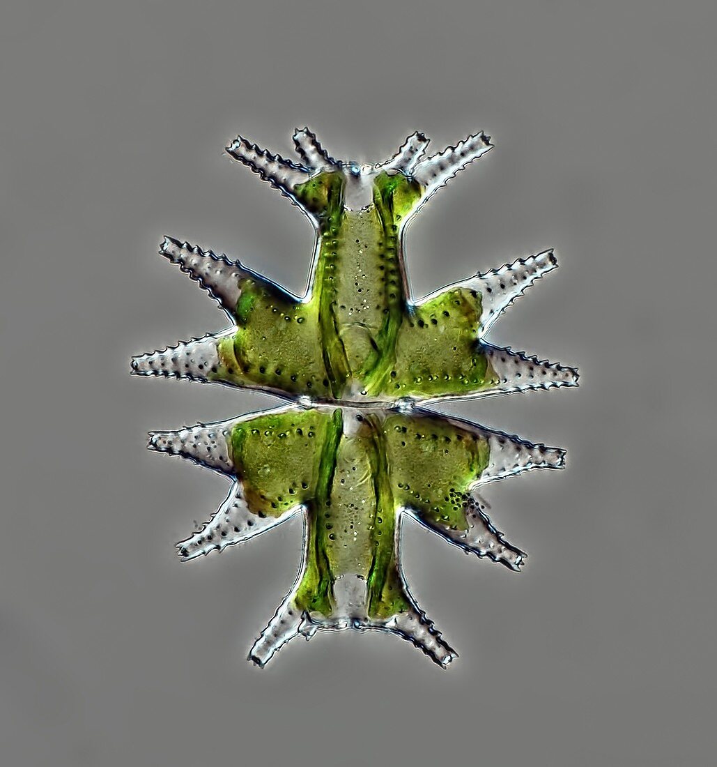 Micrasterias mahabuleswarensis alga, light micrograph