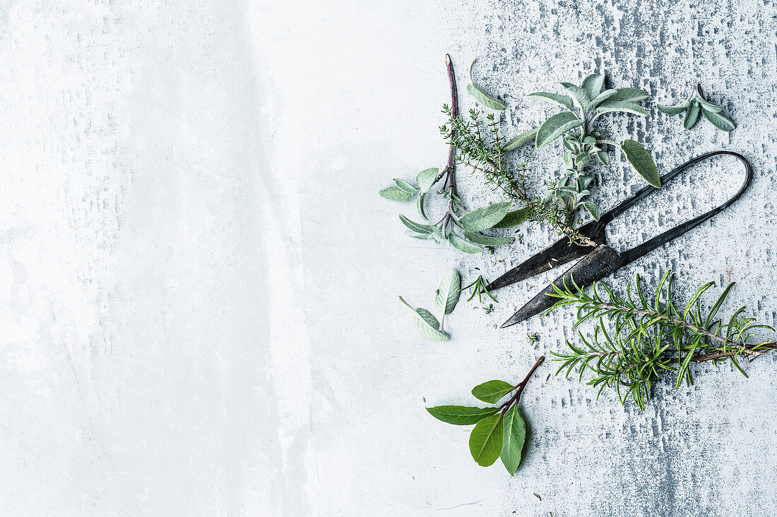 Fresh herbs with a pair of herb scissors