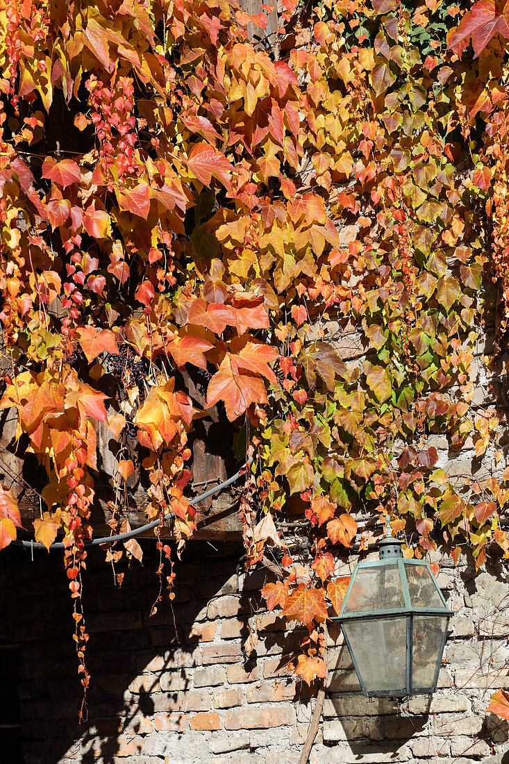 Herbstlich gefärbter Wilder Wein an einer Hauswand