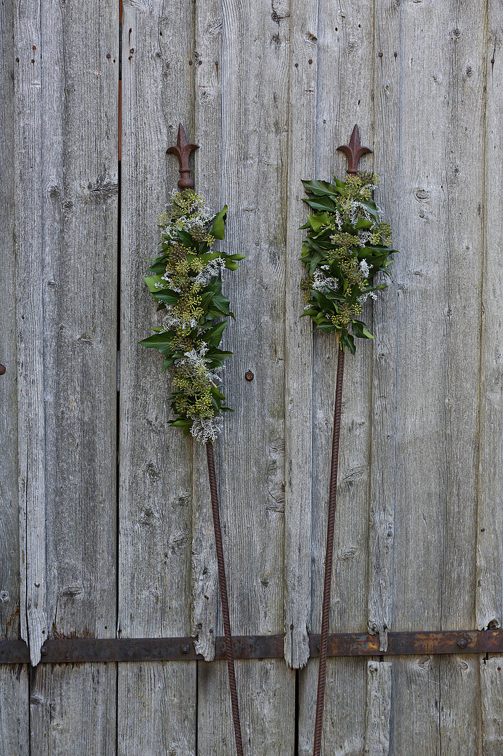 Arrangements of ivy on metal rods against weathered wooden wall