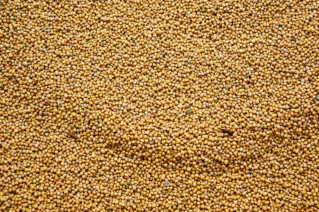 Mustard seeds (full-frame)