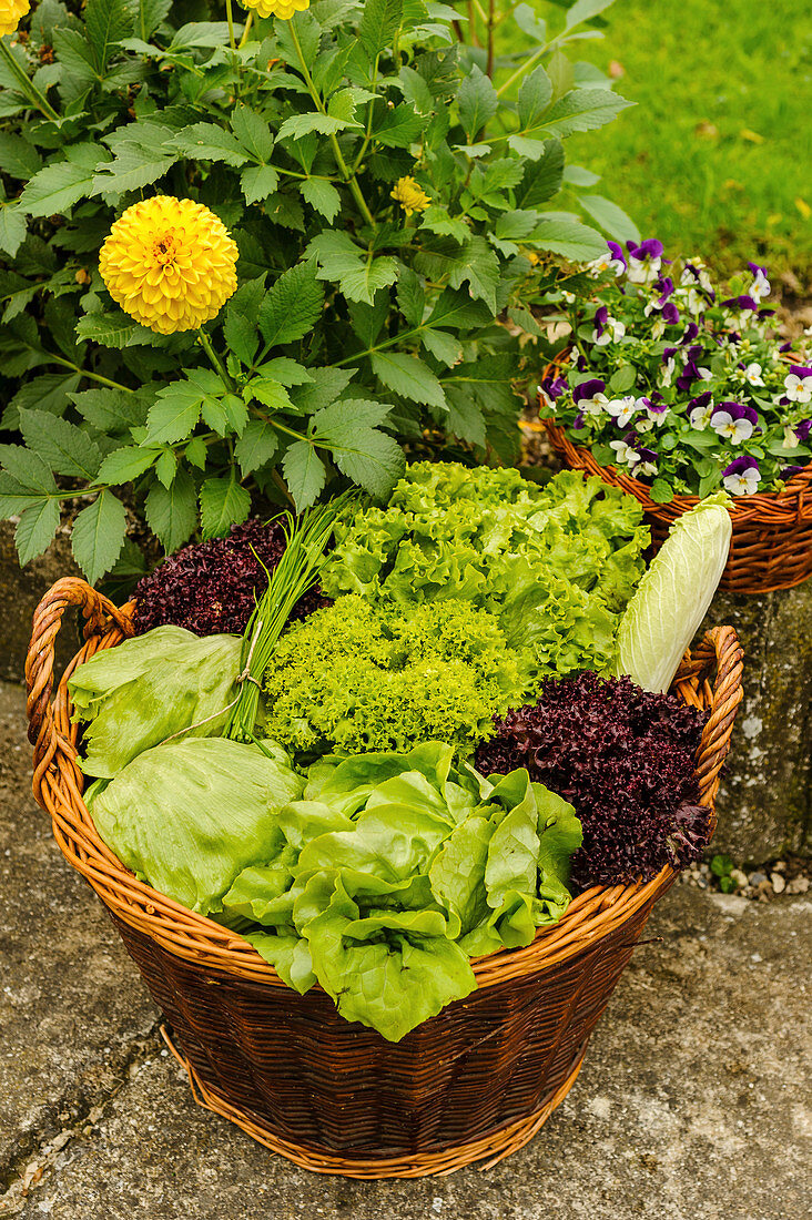 Various types of lettuces in basket