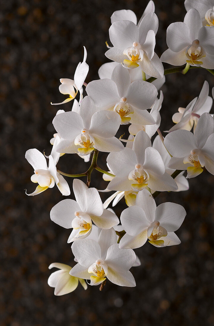 White orchids