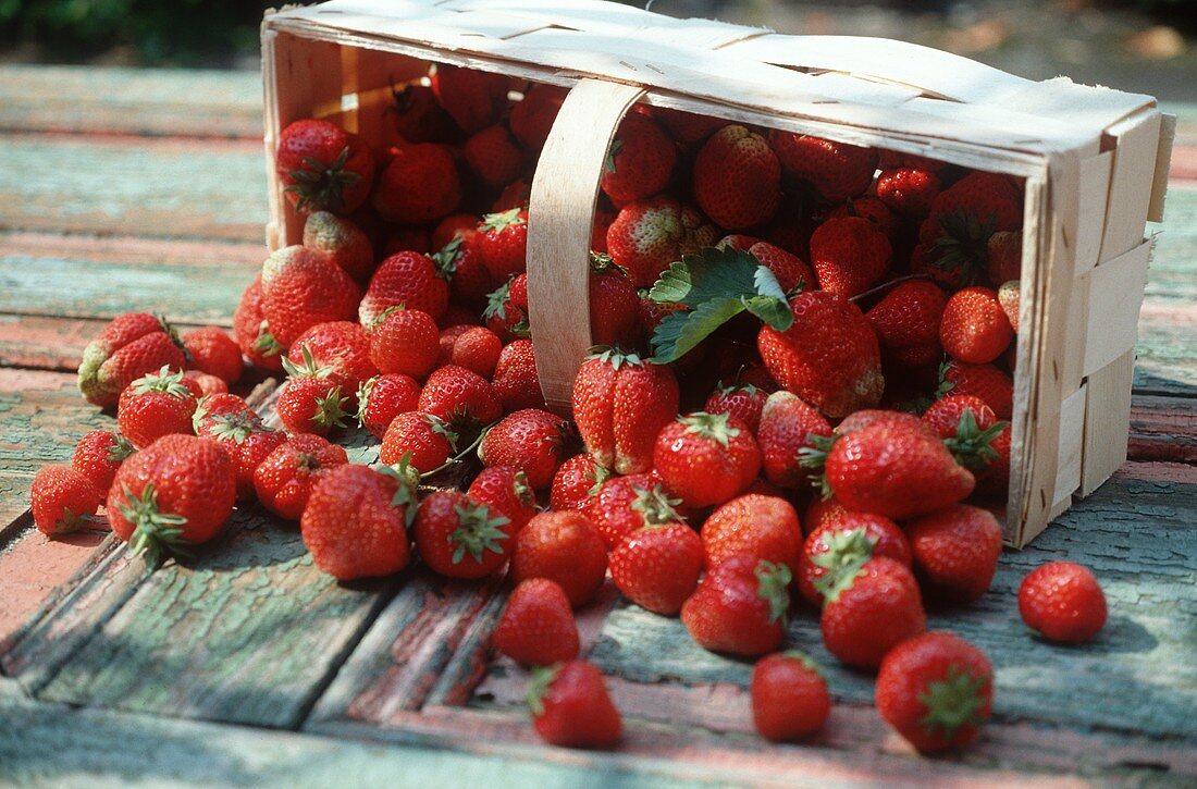 Erdbeeren fallen aus Korb