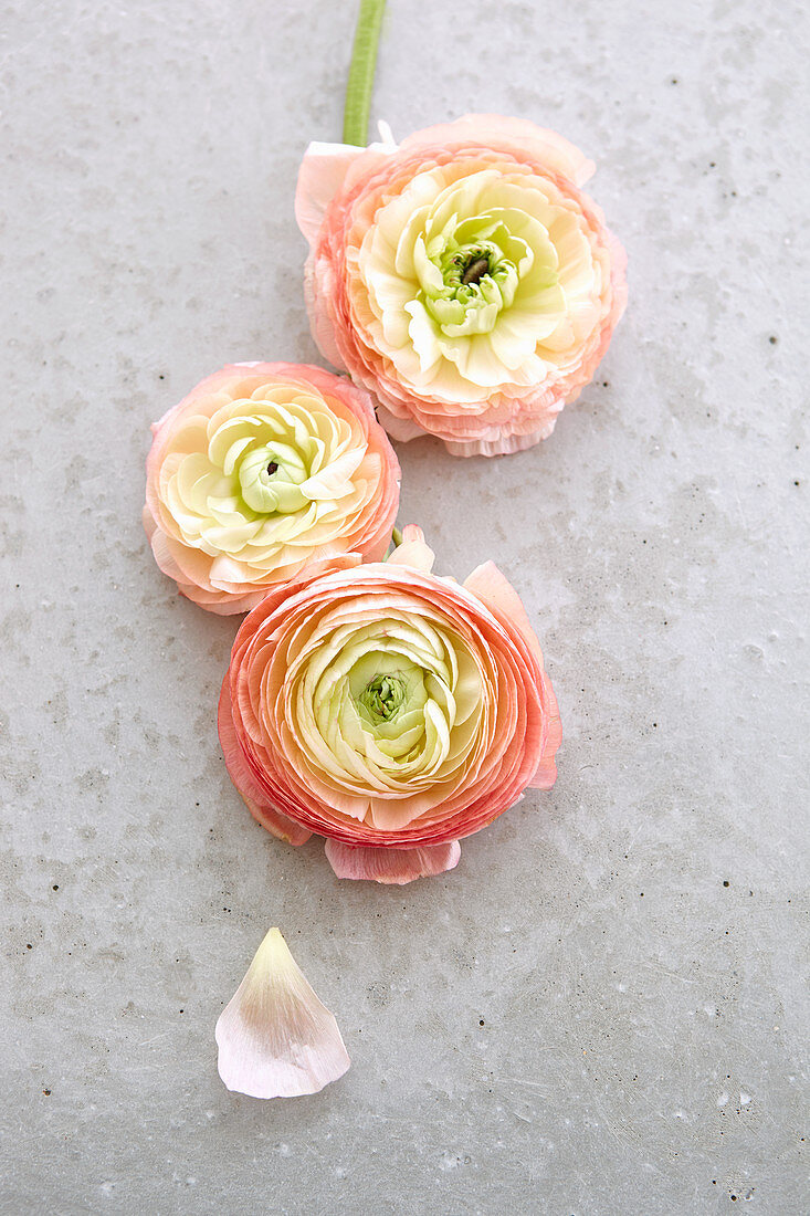 Three ranunculus flowers on concrete surface