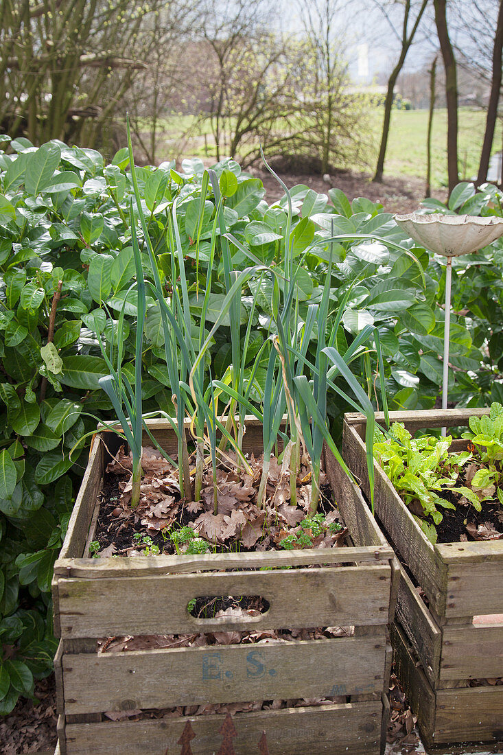 Miniature vegetable patch in wooden crates