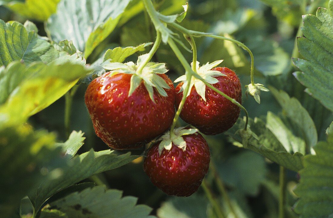 Three Strawberries Growing on a Strawberry Plant