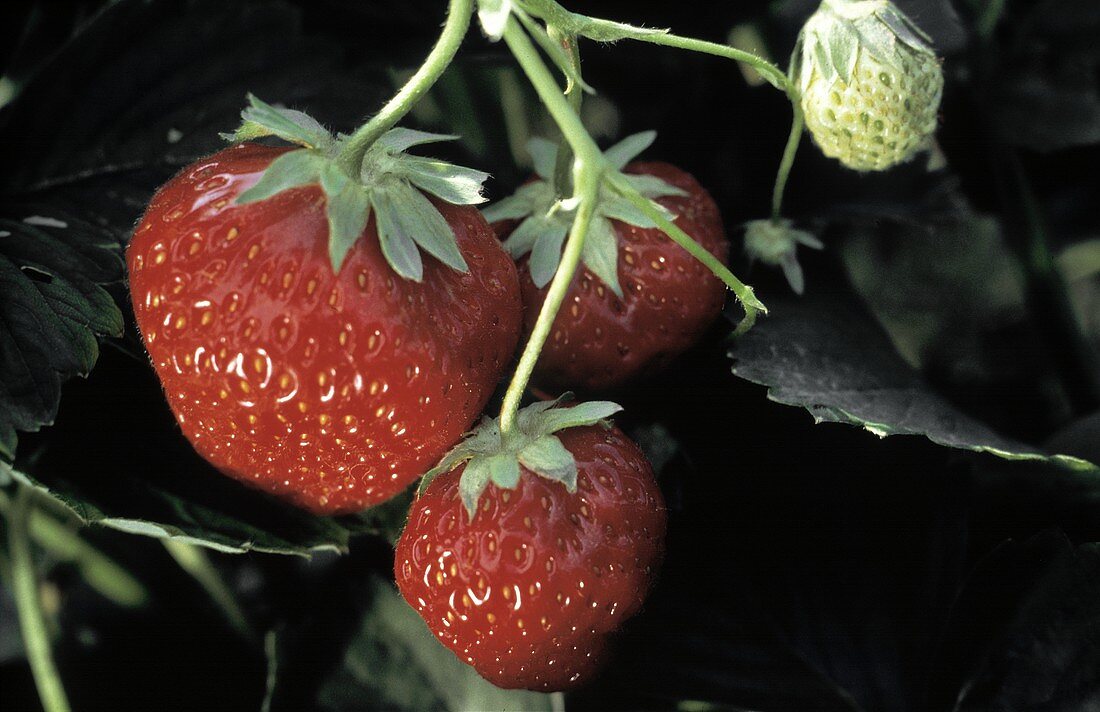 Mehrere Erdbeeren an der Pflanze
