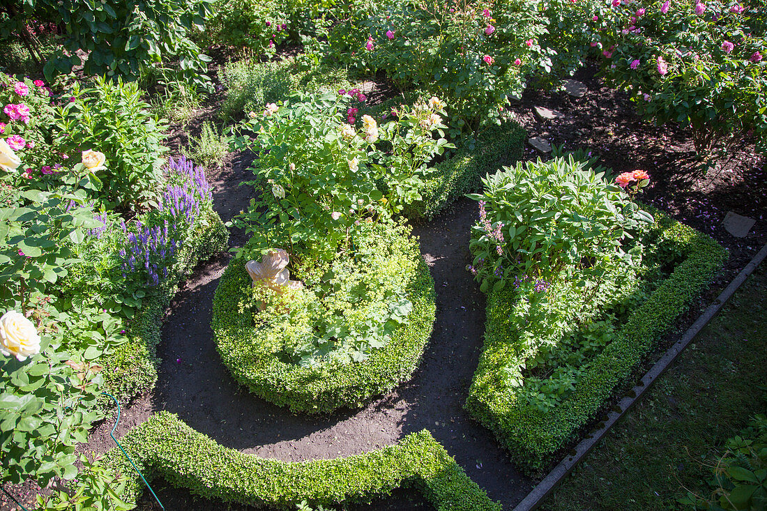 View down onto flowering roses edged with box hedges