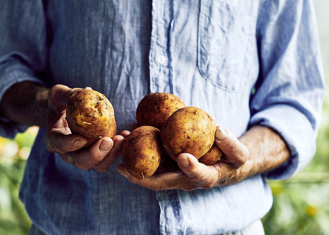 Landwirt hält frisch geerntete Kartoffeln in den Händen